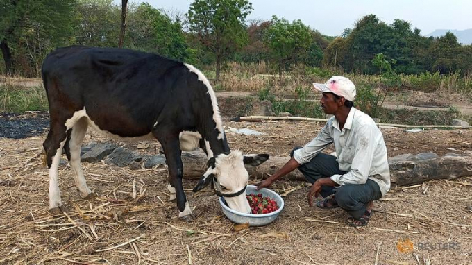 Một nông dân ở Ấn Độ đang cho bò ăn dâu tây vì không bán được sản phẩm do đứt gãy kết nối cung - cầu. Ảnh: Reuters