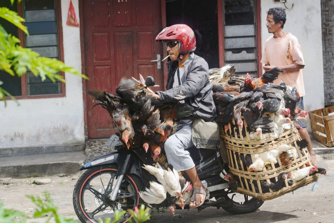 Một người dân chở gà trên xe máy đem ra chợ bán. Ảnh: Tarko Sudiarno