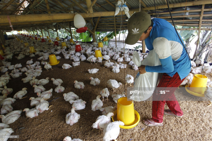 Gà nuôi tại một trang trại ở Bogor, Tây Java. Ảnh: Getty Images