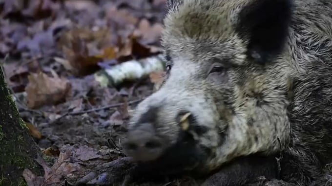 Dịch tả lợn châu Phi lây từ lợn rừng đang đe dọa sinh kế của người chăn nuôi lợn ở châu Âu. Ảnh: ERN