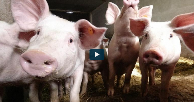 Nghề nuôi lợn tại nhiều quốc gia châu Âu đang đứng trước nỗi lo sinh tử. Ảnh: ERN