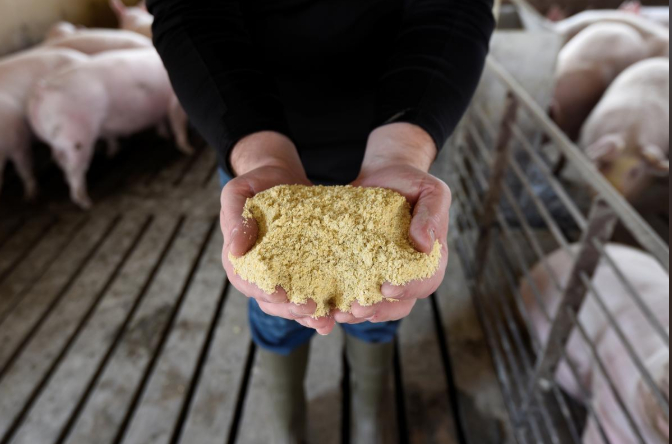 Nhiều hộ chăn nuôi lợn ở bang Minnesota đã phải cắt giảm khẩu phần của đàn heo để cầm cự đợi các nhà máy giết mổ mở cửa trở lại. Ảnh: Reuters