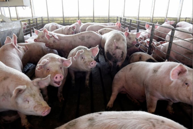 Nguy cơ khủng hoảng thiếu thịt tại Mỹ đang hiển hiện vì gián đoạn chuỗi cung ứng. Ảnh: Reuters