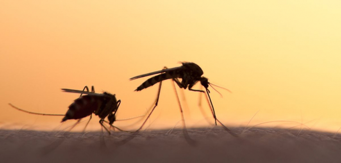 Các chiến dịch phun xịt thuốc diệt muỗi quy mô lớn trong suốt 15 năm qua chỉ làm giảm khoảng 40% các ca sốt rét ở châu Phi. Ảnh: WHO