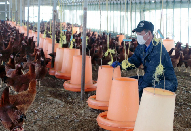 Một trang trại nuôi gà Hinai ở quận Odate, tỉnh Akita hôm 30 tháng 4 năm 2020. Ảnh: KyodoNews