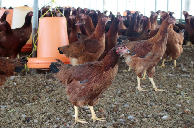 Người nuôi gà đặc sản Hinai đang gặp khó khăn vì đại dịch Covid-19 do bí đầu ra. Ảnh: KyodoNews