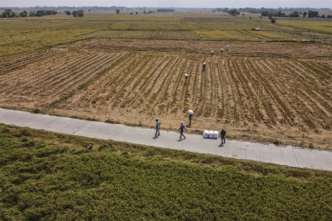 Nông dân Philippines thu hoạch lúa tại tỉnh Nueva Ecija. Ảnh: Bloomberg