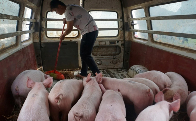 Người chăn nuôi lợn ở Trung Quốc đang tái đàn mạnh sau dịch tả lợn châu Phi. Ảnh: Reuters
