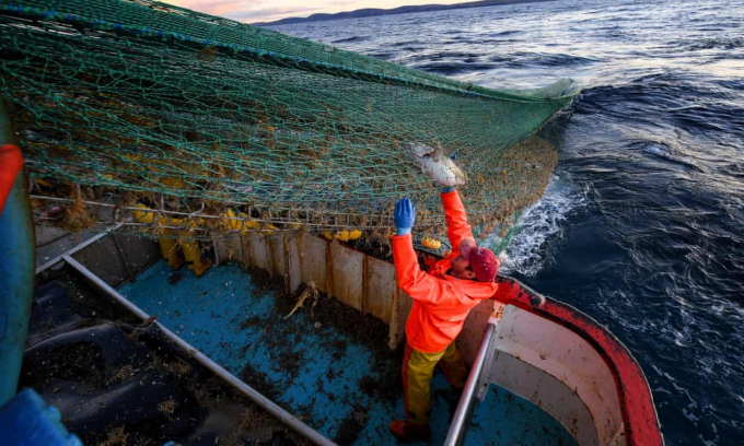 Giới chức Anh lo ngại hoạt động đánh bắt quá mức sẽ làm kiệt quệ nguồn lợi thủy sản. Ảnh:Jeff J Mitchell/Getty