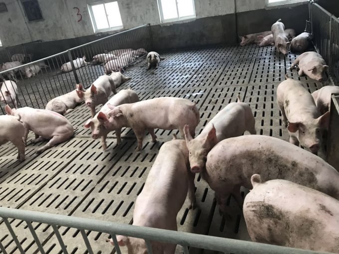 Người chăn nuôi lợn ở Trung Quốc đang tái đàn mạnh sau dịch tả lợn châu Phi. Ảnh: Reuters