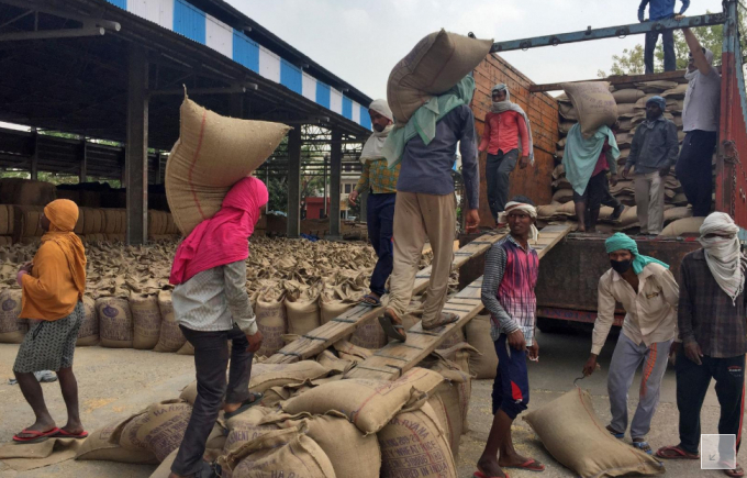 Nhân công đóng bao lúa mì ở chợ Gharaunda, quận Karnal, bang Haryana hôm 24/4/2020.  Ảnh: Reuters