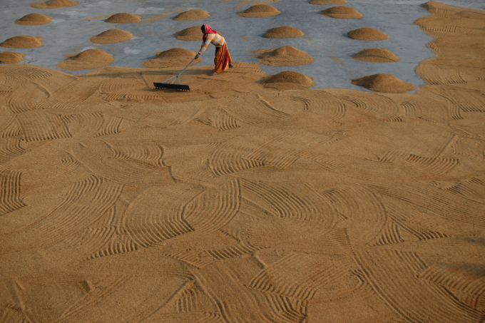 Nông dân Ấn Độ phơi lúa ở ngoại ô thành phố Kolkata. Ảnh: Reuters