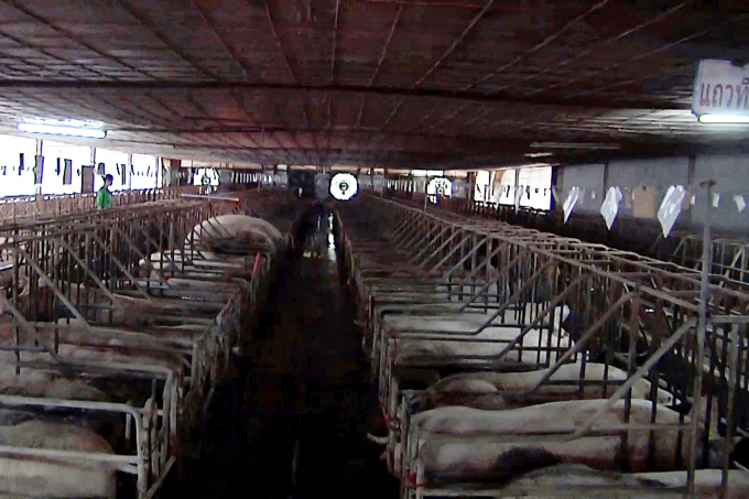 Trước đó ngành chăn nuôi Lào cũng tuyên bố cấm hoạt động nhập khẩu lợn sống vì lo ngại dịch tả lơn châu Phi. Ảnh: BKP