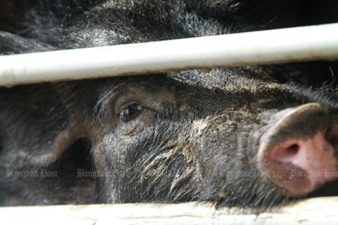 Chính phủ Campuchia cắt giảm mạnh hoạt động nhập khẩu lợn để hỗ trợ sản xuất trong nước. Ảnh: Somchai Poomlard