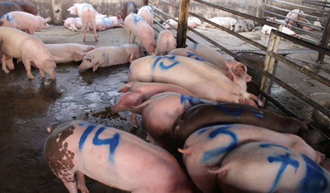 Campuchia cắt giảm tới gần 80% hoạt động nhập khẩu lợn thịt. Ảnh: KT/Siv Channa