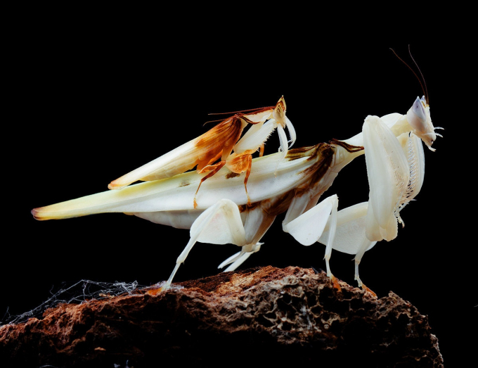  Một cặp đôi bọ ngựa phong lan đang giao phối. Ảnh: Jason Zhu