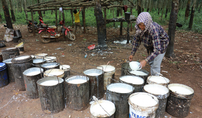 Công nhân Campuchia khai thác mủ cao su. Ảnh: Khmer Times