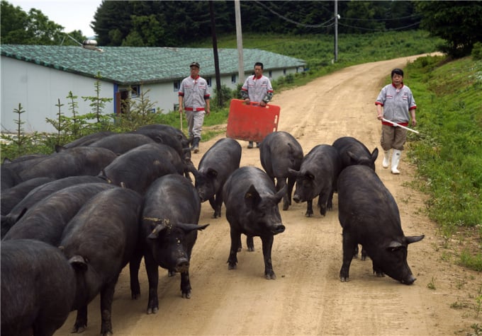 Đàn lợn bản địa ở Phủ Tùng, tỉnh Cát Lâm. Ảnh: Xinhua