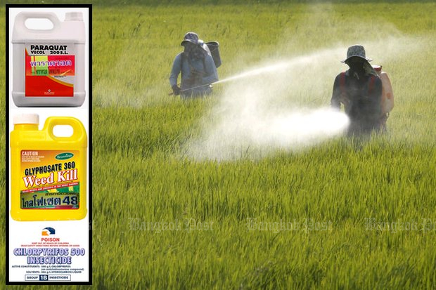 Các loại hóa chất diệt cỏ và thuốc trừ sâu có chứa paraquat, glyphosate và chlorpyrifos từng được nông dân Thái Lan dùng phổ biến vì hiệu quả tức thì nhưng lại hệ lụy dài lâu. Ảnh:  BKP