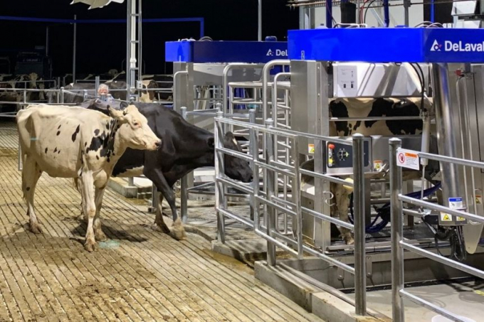 Đàn bò có thể tự động đi vào khu vắt sữa bất kể ngày và đêm mà không cần sự can thiệp của con người. Ảnh: Belinda Smith