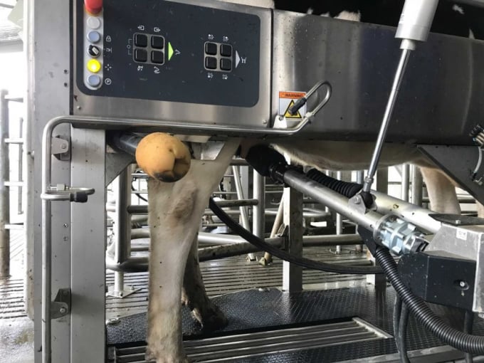 Cánh tay robot phun nước ấm lên bầu vú để làm sạch trong khi bò ăn. Ảnh: Michael Cavanagh