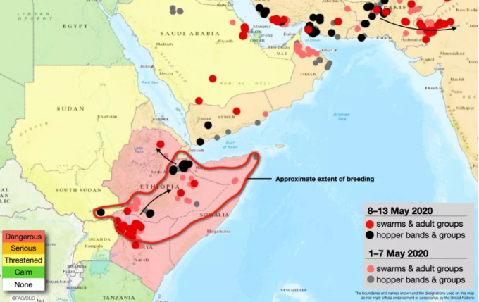 Bản đồ nhiệt mô tả nạn châu chấu sa mạc ở châu Phi, Trung Đông và Nam Á tháng 5/2020. Đồ họa: FAO