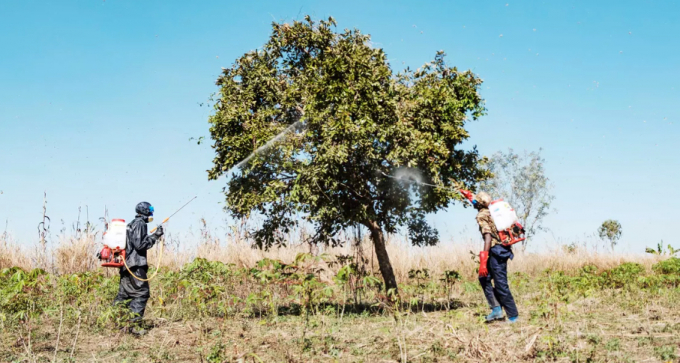 Ở những quốc gia nghèo châu Phi, ngoài việc phun thuốc trừ sâu, có rất ít lựa chọn để hạn chế sự lây lan của châu chấu sa mạc. Ảnh: AFP/getty.