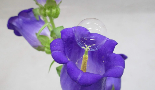 Một bong bóng xà phòng chứa phấn hoa trong thí nghiệm của ông Eijiro Miyako. Ảnh: Eijiro Miyako/AFP