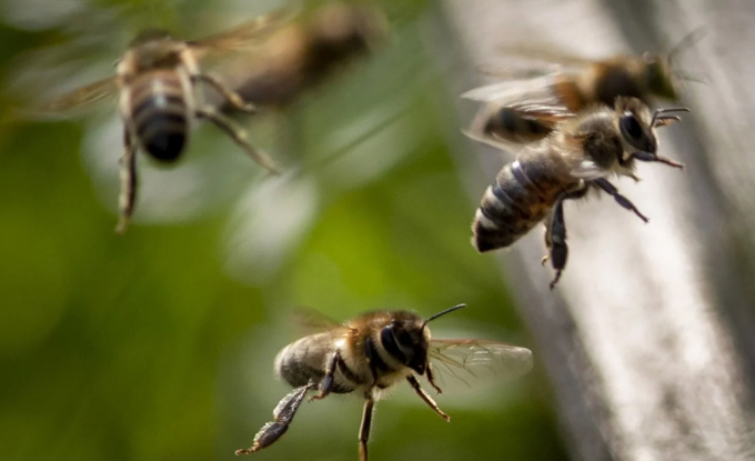 Loài ong đang bị giảm mật số vì hàng loạt nguy cơ làm dấy lên các lo ngại về mất an ninh lương thực. Ảnh: SCMP