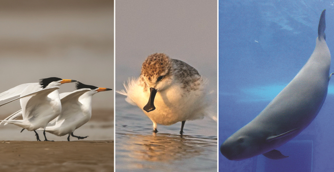 Ba loài động vật vừa được đưa vào danh mục ưu tiên bảo tồn là chim nhạn mào bản địa, chim gõ kiến ​​mỏ thìa và cá heo không vây sông Dương Tử. Ảnh: THX