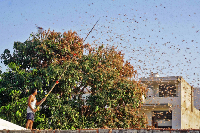 Một người dân dùng cây sào xua đuổi châu chấu hại cây xoài ở ngoại ô thành phố Jaipur hồi tháng 5/2020. Ảnh: AFP