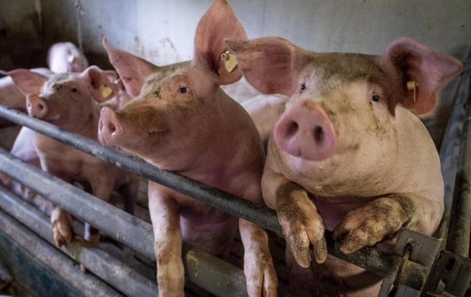 Các nhà khoa học kêu gọi cần các biện pháp khẩn cấp để giám sát những người tiếp xúc với lợn. Ảnh: SCMP