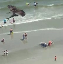 Hình ảnh con chim cắp con cá ra khỏi đại dương gây kinh ngạc. Ảnh: Metro