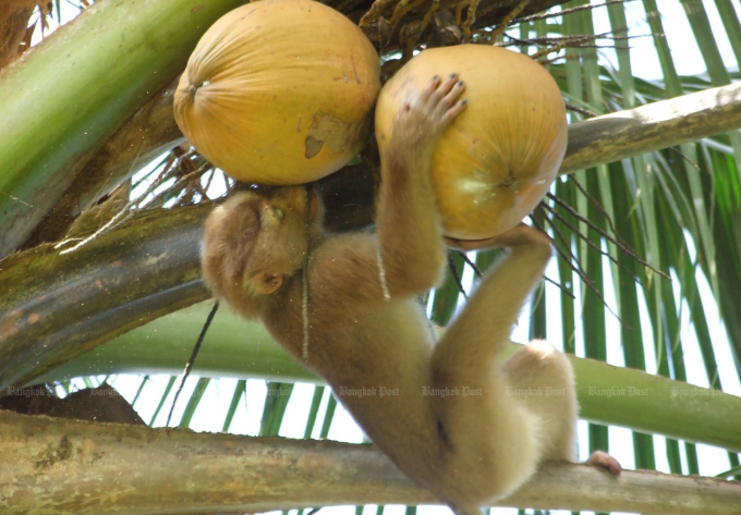 Hình ảnh con khỉ được huấn luyện để bứt dừa ở tỉnh Chumphon bị PETA tố cáo là bóc lột động vật hang dã. Ảnh: BKP