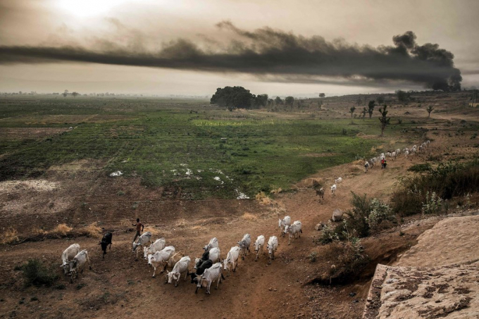 Chăn nuôi gia súc nói riêng và sản xuất nông nghiệp thế giới nói chung đang đối diện những thách thức rất lớn từ biến đổi khí hậu. Ảnh: AFP