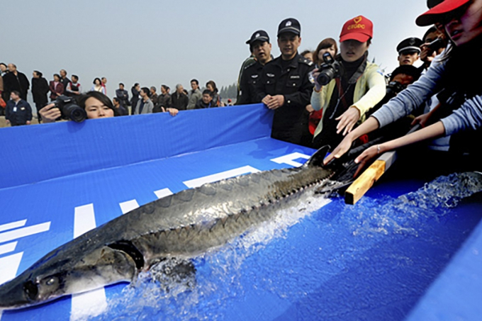 Cá tầm sông Dương Tử hiện đã bị liệt vào danh sách nguy cấp cần bảo tồn. Ảnh: China Daily