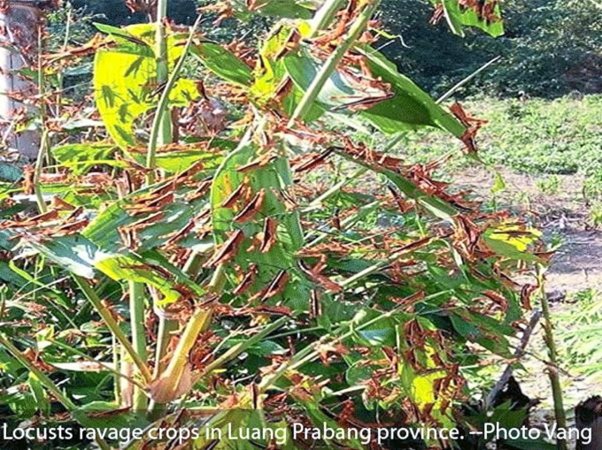 Hình ảnh đàn châu chấu tre lưng vàng bu kín một khóm tre ở Luang Prabang, Lào. Ảnh: ANN