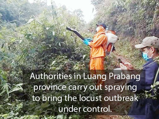 Ngành bảo vệ thực vật tỉnh Luang Prabang phun hóa chất diệt châu chấu tre lưng vàng hồi năm ngoái. Ảnh: Vientiane Times