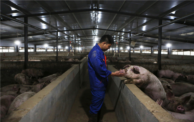 Nhân viên thú y kiểm tra đàn lợn tại một trang trại mới tán đàn ở tỉnh Tứ Xuyên, Trung Quốc. Ảnh: THX