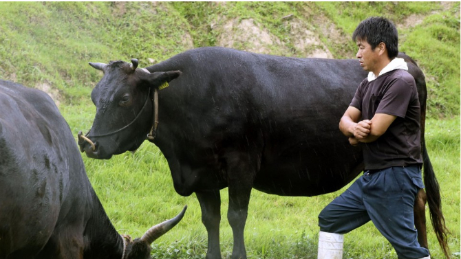 Giống bò thịt Wagyu nổi tiếng mà ông Lý Đăng Huy muốn phát triển ở Đài Loan. Ảnh: KyodoNews