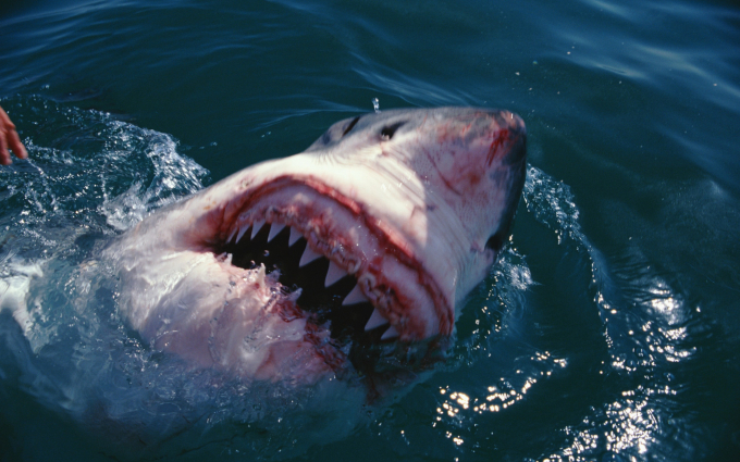 Hàng năm thế giới có hàng chục vụ cá mập trắng tấn công gây tử vong người tắm biển. Ảnh: The Telegrasp