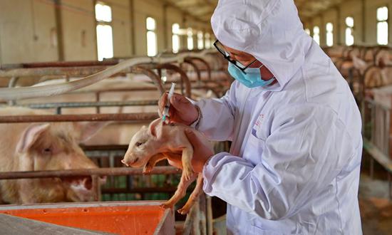 Ông Zhang Jianhua, chủ trang trại lợn ở Tây Tạng tiêm vacxin cho lợn con. Ảnh: THX