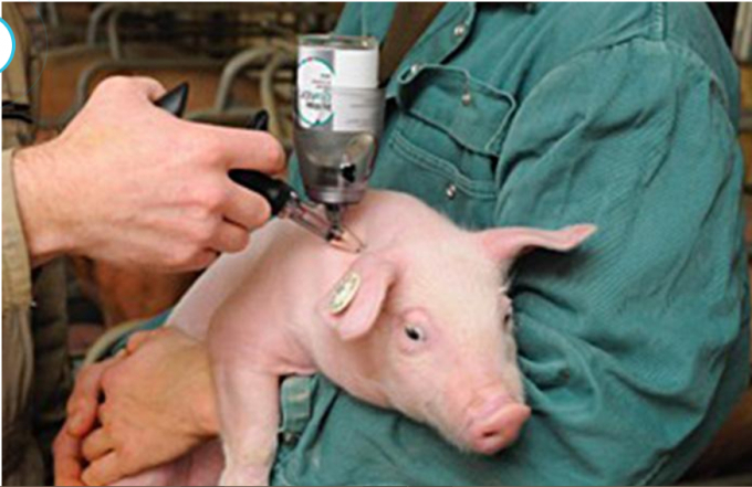 Trung Quốc loan báo đạt tiến triển trong nghiên cứu vacxin tả lợn châu Phi. Ảnh: VBP