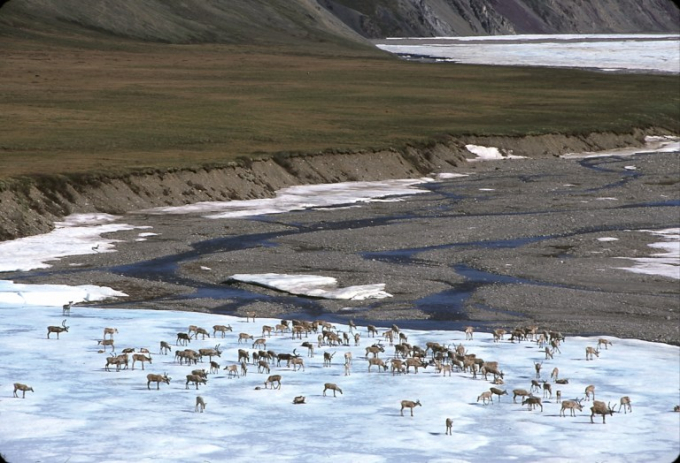 Không chỉ là cái nôi của loài gấu Bắc Cực, vùng Alaska còn là nơi sinh sống của nhiều giống loài động thực vật quan trọng. Ảnh:WWF 