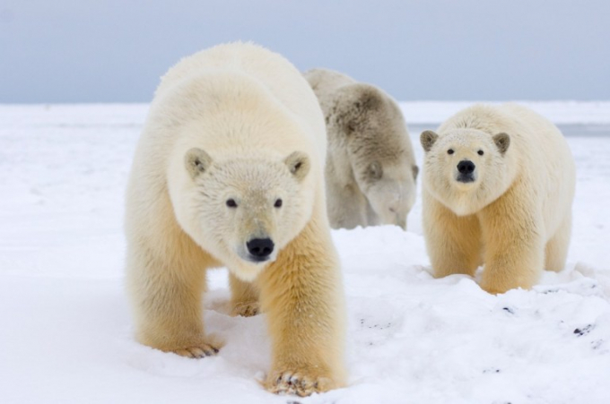 Mật số loài gấu Cực Bắc ở Alaska hiện chỉ còn chưa đầy 1.000 cá thể. Ảnh: WWF