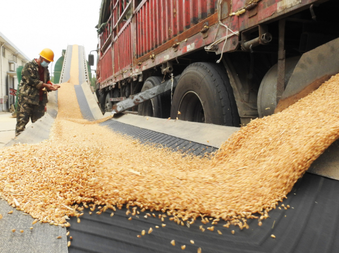 Một xe tải chở lúa mì về đấu nối vào hệ thống băng chuyền đưa vào kho chứa ở tỉnh Giang Tô hồi tháng 6/2020. Ảnh: GlobalNews