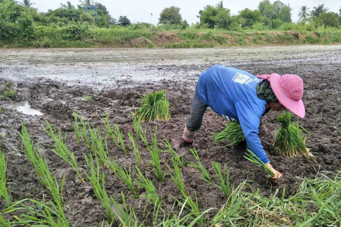 Nông dân tỉnh Nakhon Ratchasima cấy lúa trong điều kiện nguồn nước tưới ngày càng hạn chế. Ảnh: BKP