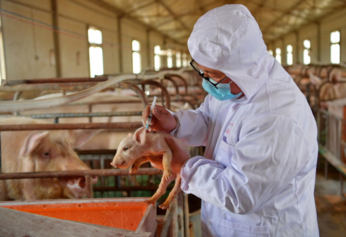 Nhân viên thú y Trung Quốc tiêm vacxin cho lợn con tại khu tự trị Tây Tạng. Ảnh: Xinhua