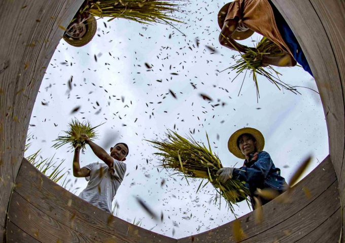 Nông dân tỉnh Hồ Bắc thu hoạch lúa vụ hè hôm đầu tháng 9/2020. Ảnh: Chinadaily
