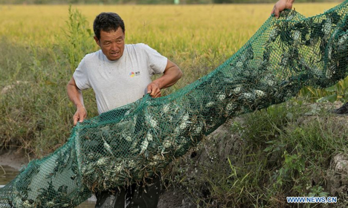 Nông dân tỉnh Hà Bắc nuôi cua xen ruộng lúa hữu cơ theo phương thức nông nghiệp sinh thái để nâng cao thu nhập. Ảnh: Tân Hoa Xã